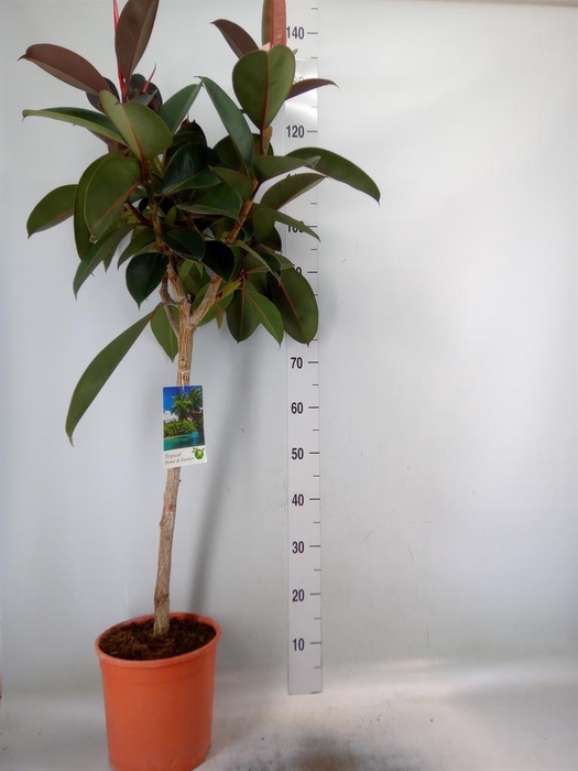 <h4>Ficus ...</h4>