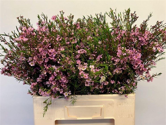 <h4>CHAME UN KERRYN</h4>