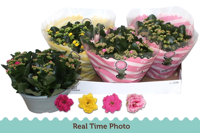 <h4>KAL GE GEM 4 KL</h4>