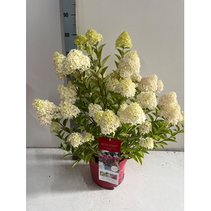 HYDR PANICULATA