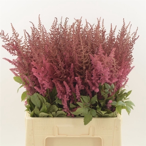 Astilbe Paul Gäarder