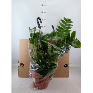 Epiphyllum anguliger