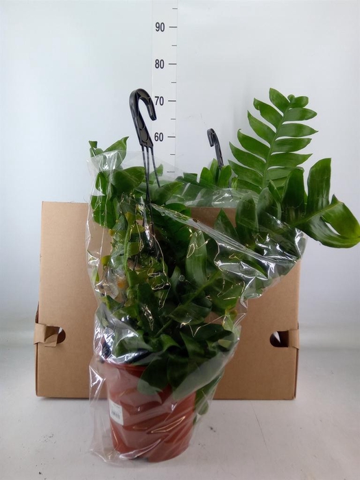 <h4>Epiphyllum anguliger</h4>