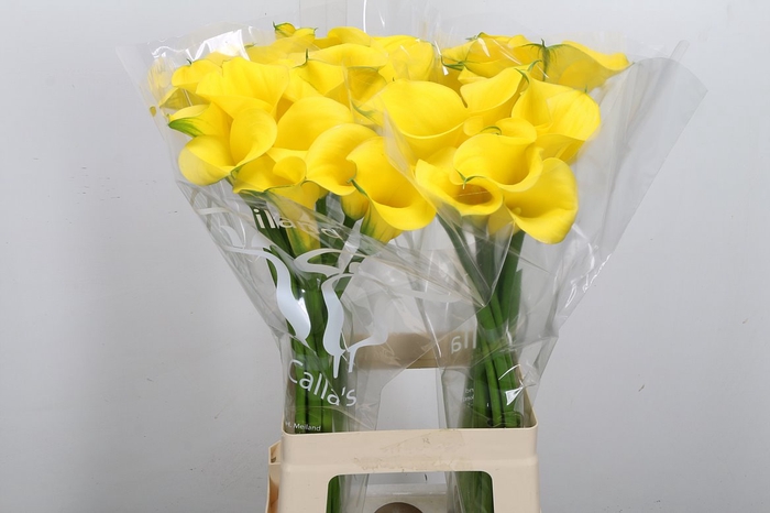<h4>Zant Gold Medal 70cm</h4>