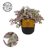 Callisia Rosato Pink Lady