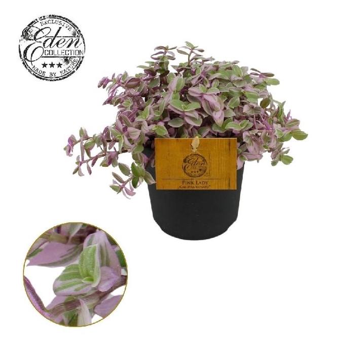 Callisia Rosato Pink Lady