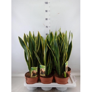 Sansevieria trifa. 'Laurentii'