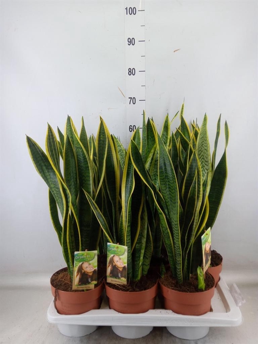 <h4>Sansevieria trifa. 'Laurentii'</h4>
