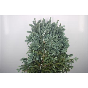 Abies Nob Blauw Kilo
