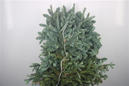 <h4>Abies Nob Blauw Kilo</h4>