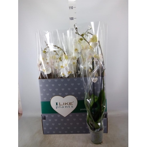 Phalaenopsis ...white