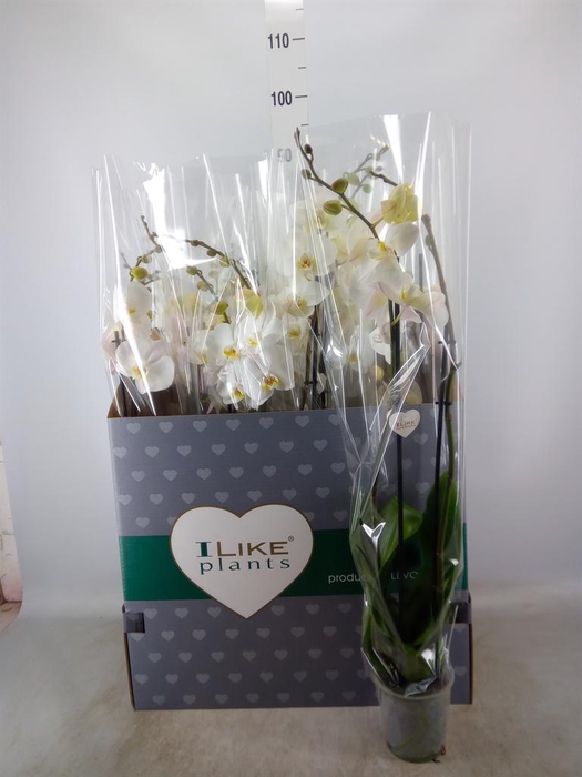 <h4>Phalaenopsis   ...white</h4>