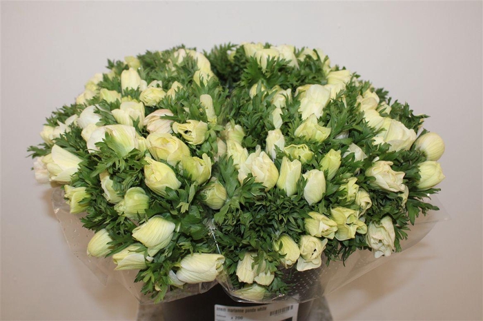 <h4>Anemoon White</h4>