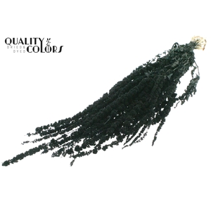 Hang Amaranthus ±70cm p/bunch Black