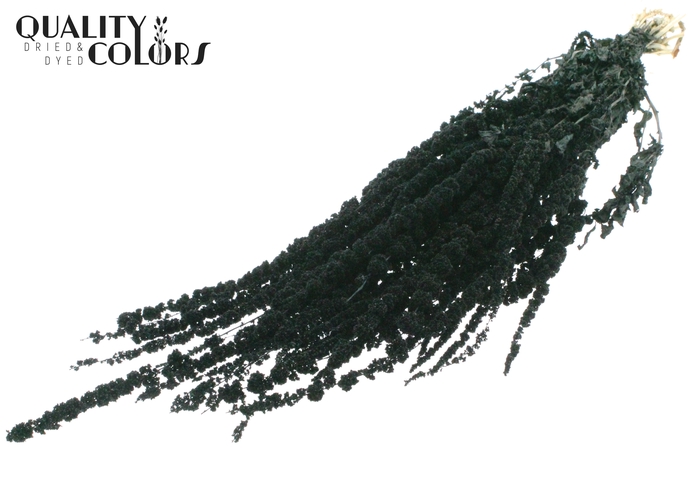 Hang Amaranthus ±70cm p/bunch Black