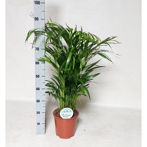 DYPSIS LUTESCENS