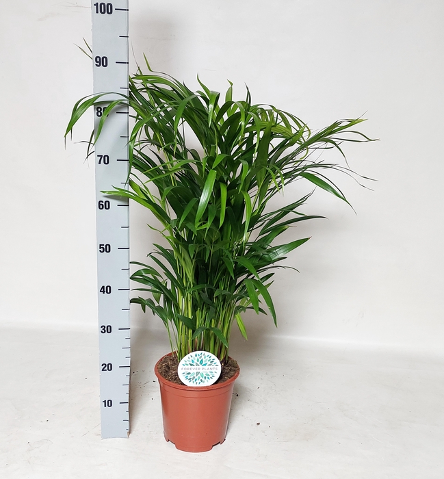 <h4>DYPSIS LUTESCENS</h4>