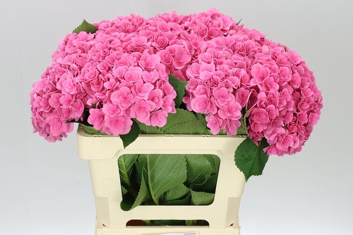 <h4>Hyd Majestic Pink</h4>