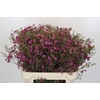 Chamelaucium Purple Rain
