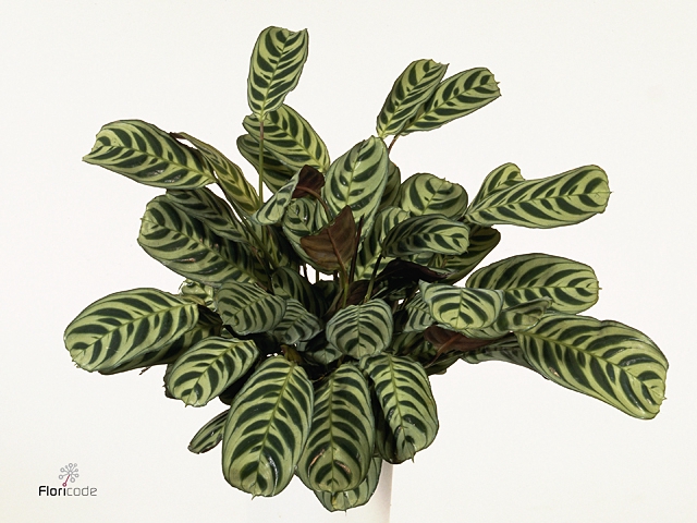 Ctenanthe burle-marxii