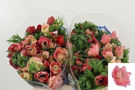 <h4>ANEM CO LEVAN ROSA</h4>