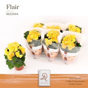 Begonia Nadine P14 Dolc'Amore® Flair