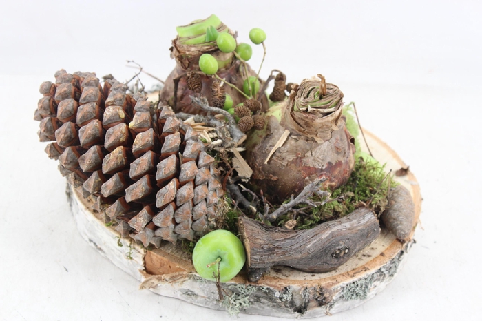 arr4 Amaryllis MB - Hout schijf 2bol