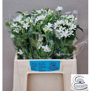 OXY CO ALBA