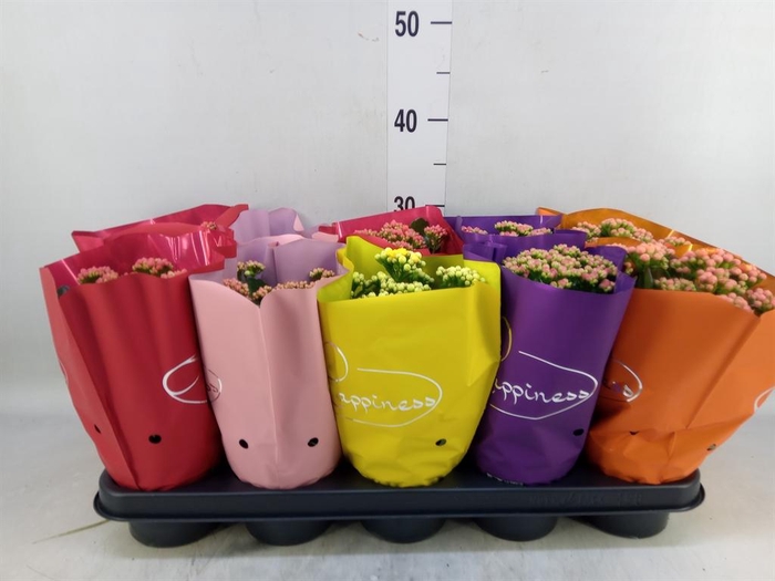 <h4>Kalanchoe blos. 'Perfecta'  ..mix 5</h4>