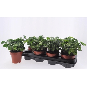 Syngonium Pixie 12Ø 20cm