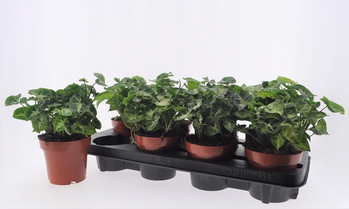 Syngonium Pixie 12Ø 20cm