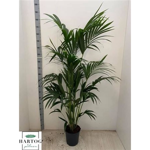 Howea Forsteriana 5 Stek 200cm