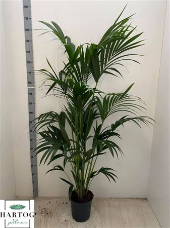 <h4>Howea Forsteriana 5 Stek 200cm</h4>