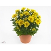 Chrysanthemum  'Rainbow lake Worth'