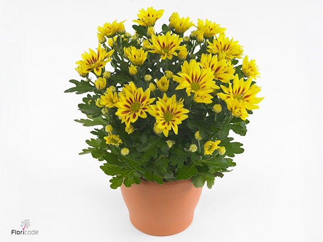 Chrysanthemum  'Rainbow lake Worth'