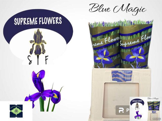 <h4>Iris Blue Magic</h4>