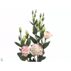 Lisianthus Rosita Pink Picotee 996