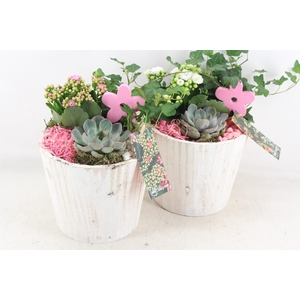 arr2  MB - Hout pot white 483/3 - roze/wit