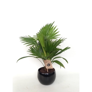 Livistona rotundifolia in bol pot 15.5 cm zwart keramiek