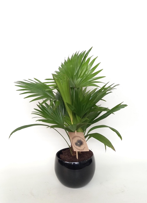 <h4>Livistona rotundifolia in bol pot 15.5 cm zwart keramiek</h4>