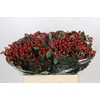 Hypericum True Romance