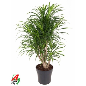 Dra Re Anita Variegata Vertakt