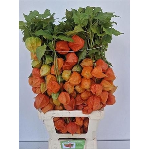 Physalis Lampion Tak