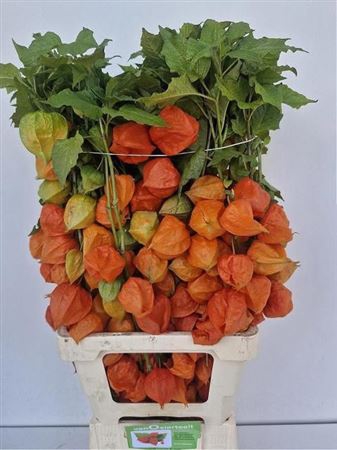 <h4>Physalis Lampion Tak</h4>