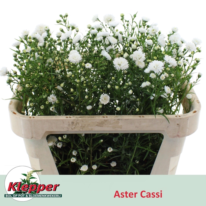 <h4>AST CASSY</h4>