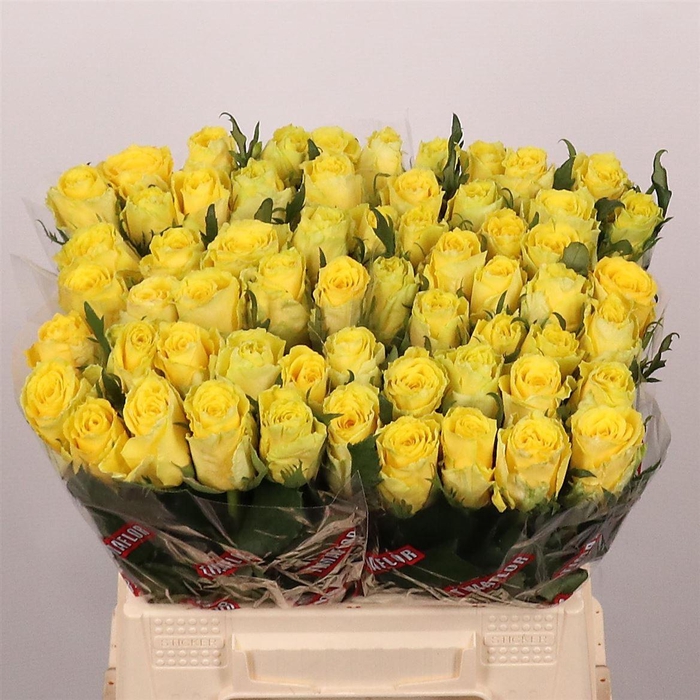 <h4>R Gr Good Times</h4>