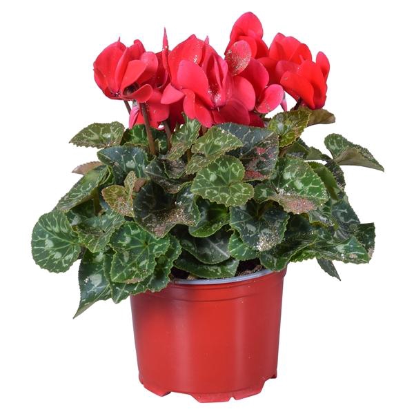 <h4>Cyclamen persicum midi Super Serie Allure</h4>