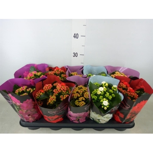 Kalanchoe blos.   ..rosebud rs fl 5
