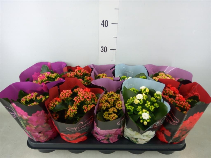 <h4>Kalanchoe blos.   ..rosebud rs fl 5</h4>