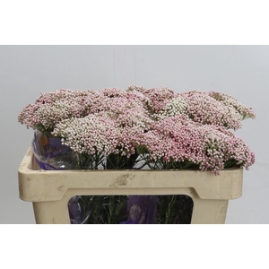 Ozothamnus  'Cooks Tall Pink'